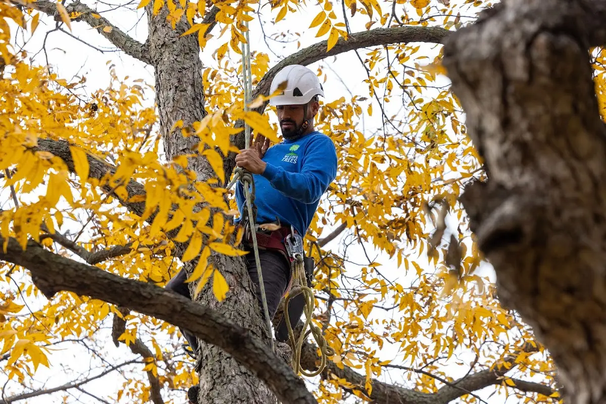 Skilled Tree Planing crew working in Woodville