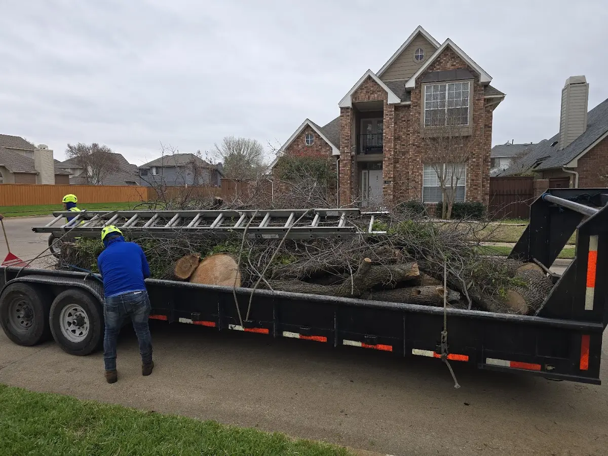 Expert Crown Reduction with proper safety equipment in Woodville